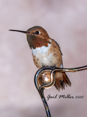 Rufous Hummingbird, male. 