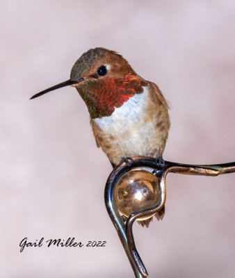 Rufous Hummingbird, male. 