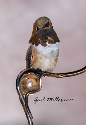 Rufous Hummingbird, male. 