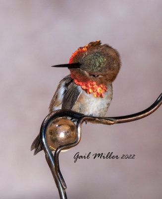 Rufous Hummingbird, male. 