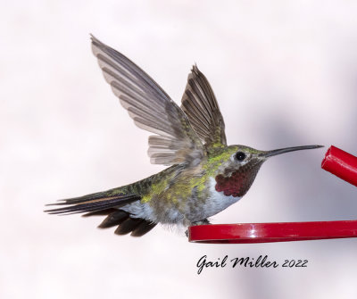 Broad-tailed Hummingbird, male. 