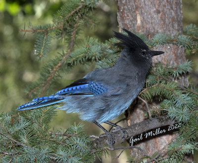 Steller's Jay