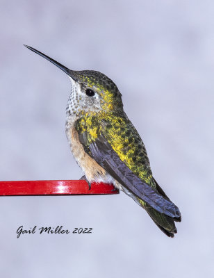 Broad-tailed Hummingbird, female. 