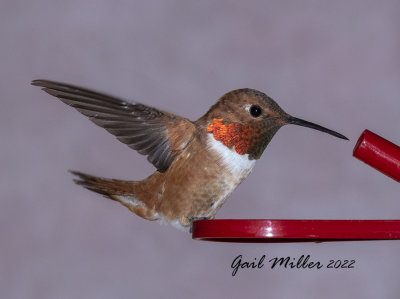 Rufous Hummingbird, male. 