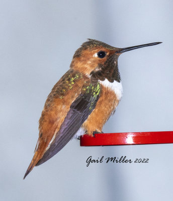 Rufous Hummingbird, male. 