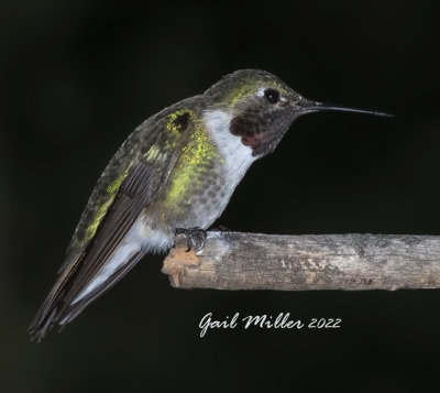 Broad-tailed Hummingbird, male. 