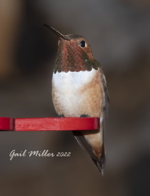 Rufous Hummingbird, male. 