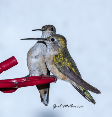 Broad-tailed Hummingbird, females. 