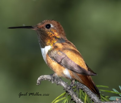 Rufous Hummingbird, male. 