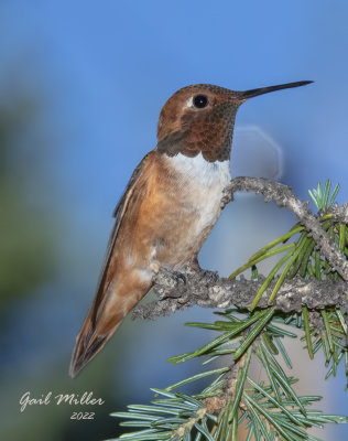 Rufous Hummingbird, male. 