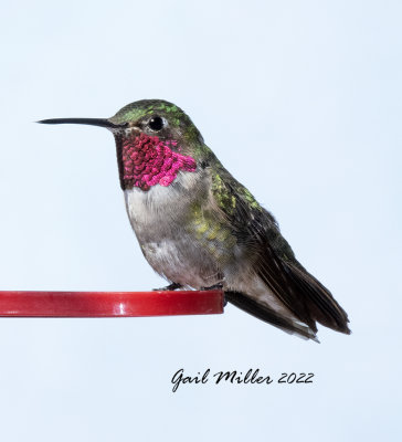 Broad-tailed Hummingbird, male. 