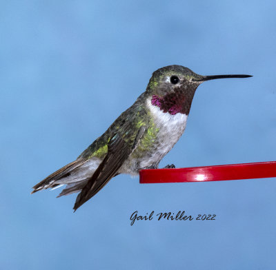 Broad-tailed Hummingbird, male. 