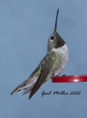 Broad-tailed Hummingbird, male. 