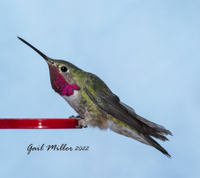 Broad-tailed Hummingbird, male. 