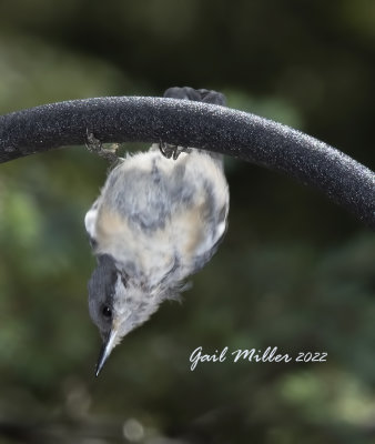 Pygmy Nuthatch 