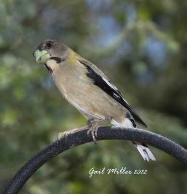 Evening Grosbeak, female. 