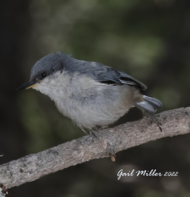 Pygmy Nuthatch 