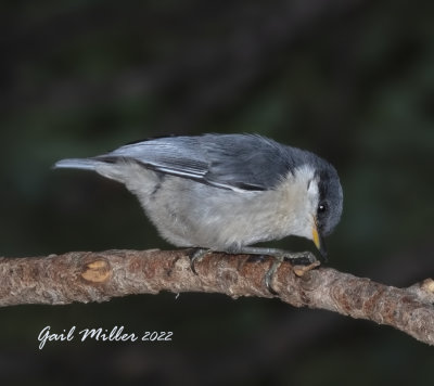 Pygmy Nuthatch 