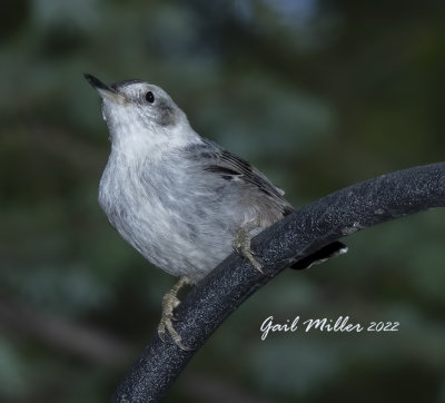 White-breasted Nuthatch