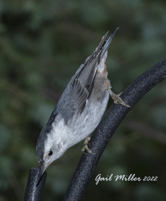 White-breasted Nuthatch