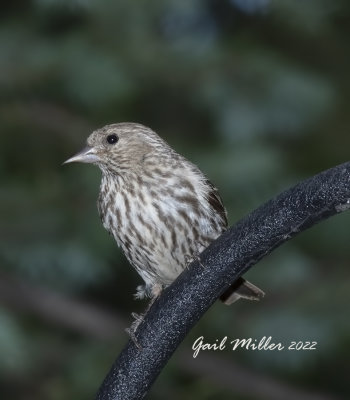 Pine Siskin 