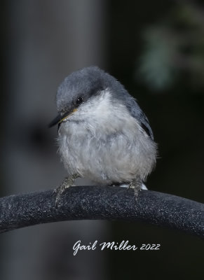 Pygmy Nuthatch 