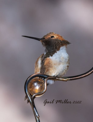 Rufous Hummingbird, male. 