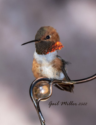 Rufous Hummingbird, male. 