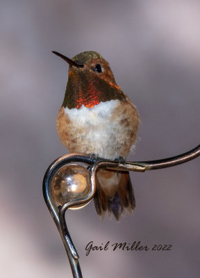 Rufous Hummingbird, male. 