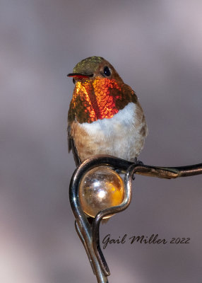 Rufous Hummingbird, male. 