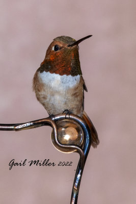 Rufous Hummingbird, male. 