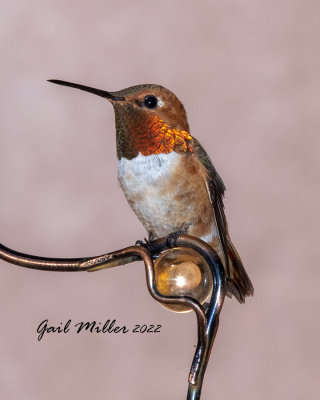 Rufous Hummingbird, male. 