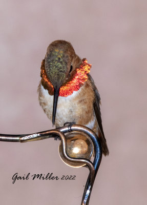 Rufous Hummingbird, male. 