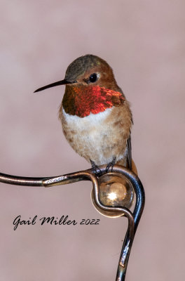 Rufous Hummingbird, male. 