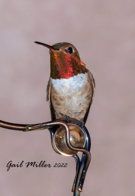 Rufous Hummingbird, male. 