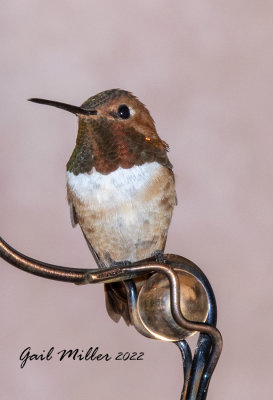 Rufous Hummingbird, male. 