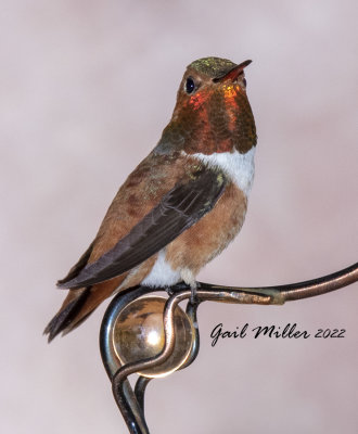 Rufous Hummingbird, male. 