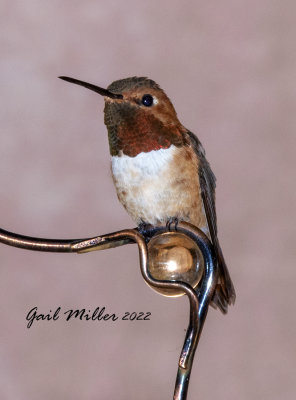 Rufous Hummingbird, male. 