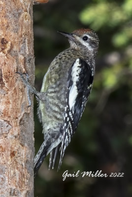 Red-naped Sapsucker 