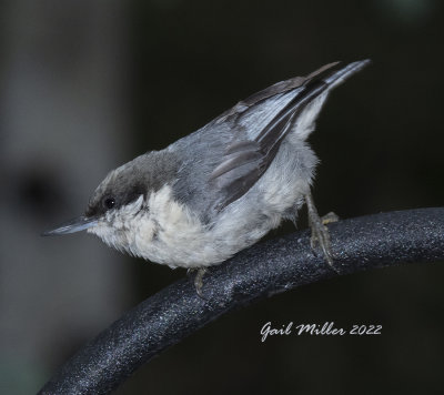 Pygmy Nuthatch 