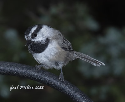 Mountain Chickadee