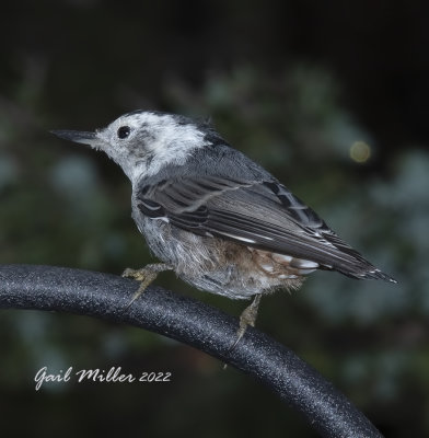 White-breasted Nuthatch