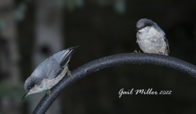 Pygmy Nuthatch 