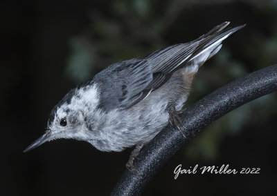 White-breasted Nuthatch 