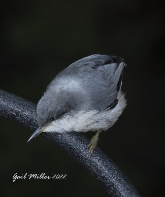 Pygmy Nuthatch 