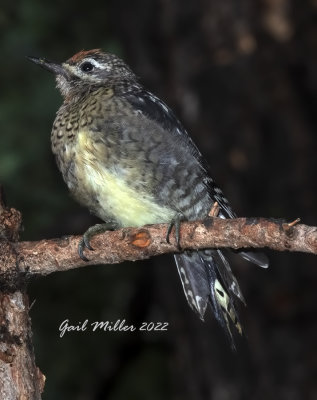 Red-naped Sapsucker 