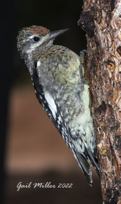 Red-naped Sapsucker 