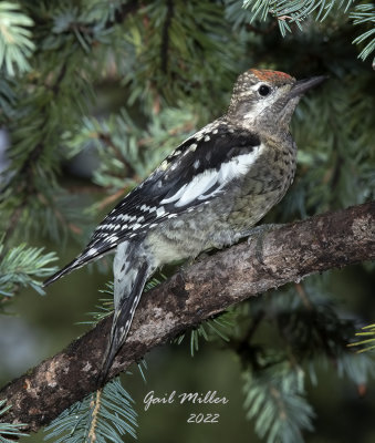 Red-naped Sapsucker 