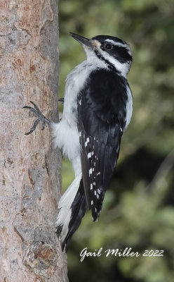 Hairy Woodpecker 