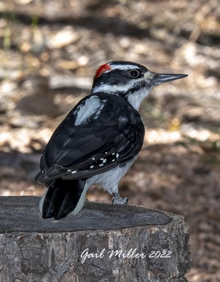 Hairy woodpecker, male. 